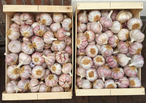 garlic