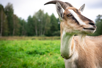 Portrait of an adult beautiful brown female goat on a farm, eating green grass on a field on a summer day. Close up, copy space