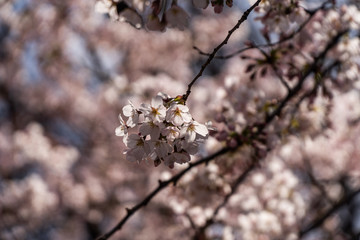 Cherry flowers in spring