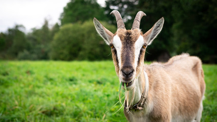 Goat eating grass portrait. Beautiful brown female goat on a farm, on a green grass field on summer day. Close up, copy space
