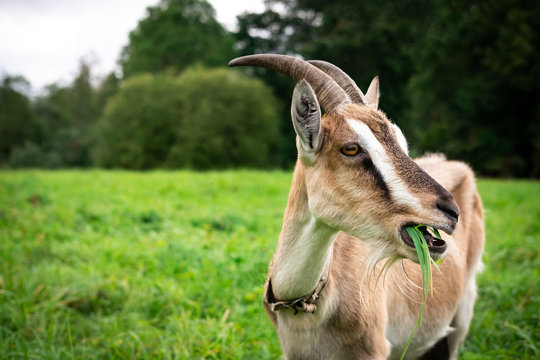 Portrait of an adult beautiful brown female goat on a farm, eating green grass on a field on a summer day. Close up, copy space