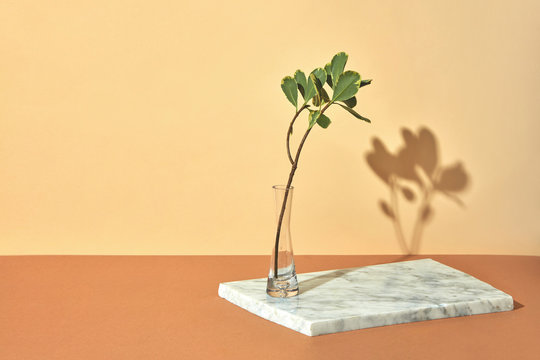 Green branch in a transparent vase on a gray marble board presented on a beige brown background with copy space. Creative composition