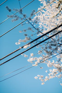 Cherry blossoms interacting with power lines