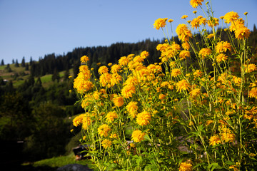 Obraz premium field of yellow flowers