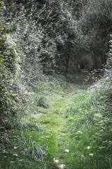 Camino de Santiago. Way to Santiago de Compostela. Green corridor. Tunnel of bushes and trees. The road in a dense forest. Natural arch of greenery and fallen leaves. Beauty of nature.