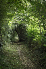 Camino de Santiago. Way to Santiago de Compostela. Green corridor. Tunnel of bushes and trees. The road in a dense forest. Natural arch of greenery and fallen leaves. Beauty of nature.