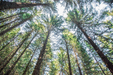trees in the forest, 