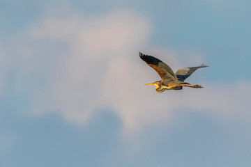 Purple heron (Ardea purpurea)