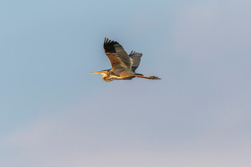 Purple heron (Ardea purpurea)