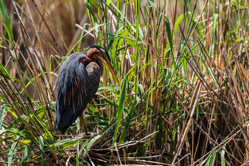 Purple heron (Ardea purpurea)