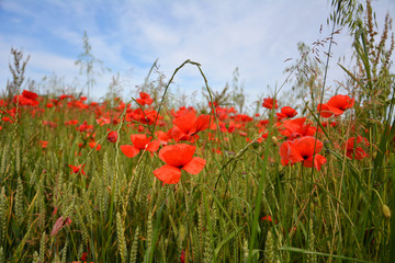poppy field of poppies