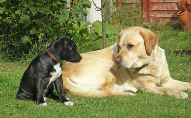 dogs on the grass, staffie and labrador 