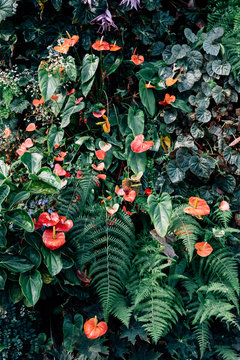 Floral botanical wall Background