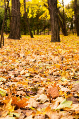 Park in the autumn season (landscape)