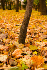 Park in the autumn season (landscape)