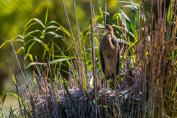 Purple heron (Ardea purpurea)