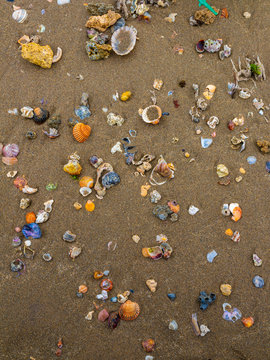 shells on the beach