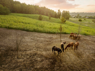 A group of brown horses in a farm land for walking. Aerial view from the drone