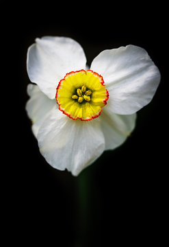 daffodil