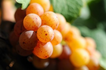 Colorful Gewurztraminer grape in sunny vineyard 