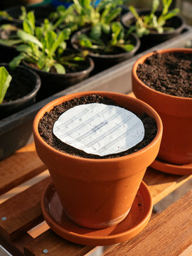 Seeding parsley