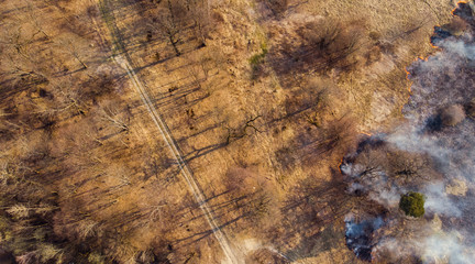 Wildfire burning dry grass in forest