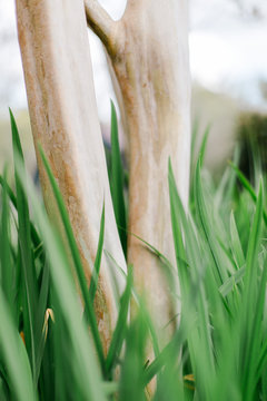 Smooth bark of a crepe myrtle
