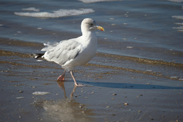 seagull on the beach in the Netherlands