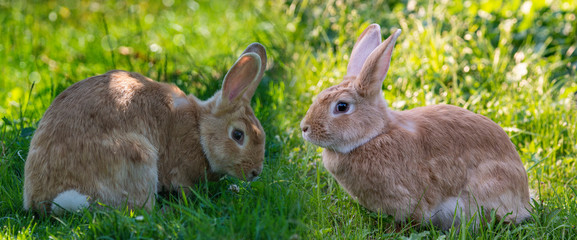 a rabbit in the garden in grass