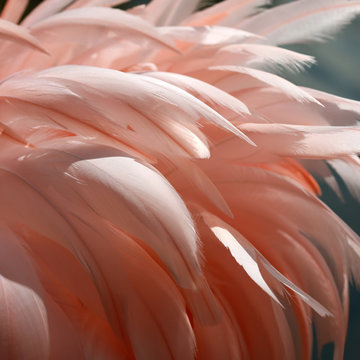 Close Up Of Vibrant Pink Flamingo Feathers