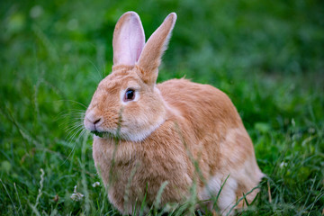 Fototapeta premium a cute rabbit in grass