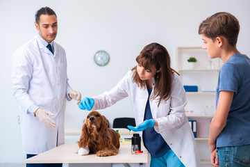 Vet doctor examining golden retriever dog in clinic