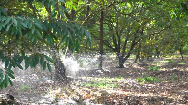 Sprinklers garden for rambutan and durian trees.
