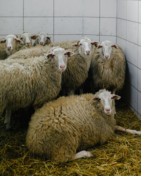 Herd of sheep in barn