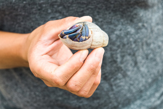Hand held crab retracted into the shell