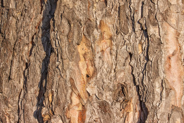 Pine Tree Bark