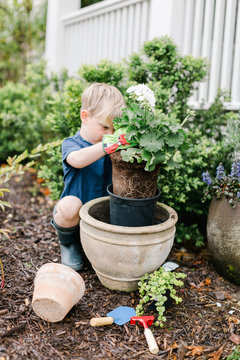 Little boy planting flowers in pot
