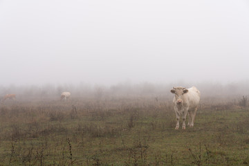 Obraz premium Herd of cows grazed among the meadow in fog
