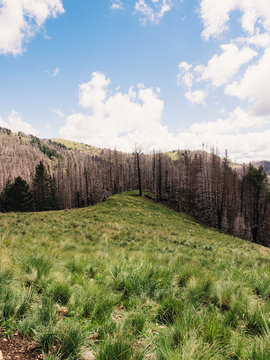 Deforestation In The United States