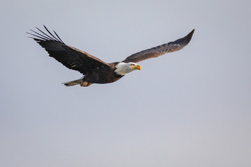 Soaring Eagle