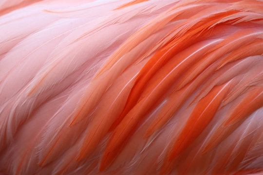 Close Up Of Vibrant Pink Flamingo Feathers