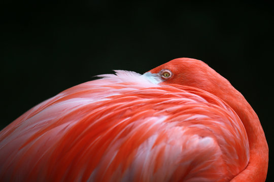 Portrait of A Pink Flamingo At Rest