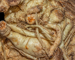 Celeriac (Celery Root)