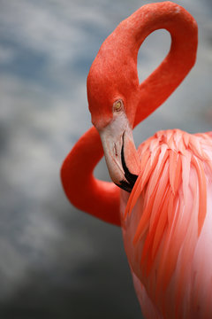 Portrait Of A Pink Flamingo Grooming Himself
