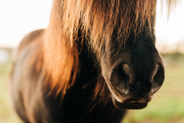 shetland pony muzzle