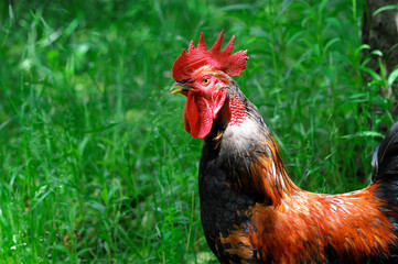 Colorful Rooster - Farbenfroher Gockel