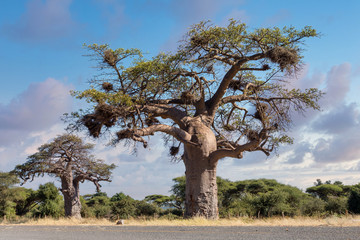 Fototapeta na wymiar majestic tree Baobab, Adansonia digitate, after sunrise in namibia near Botswana border. Africa wilderness