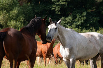 Horses meeting