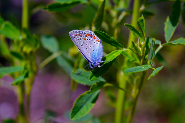 Zephyr blue butterfly on a leaf of a plant.