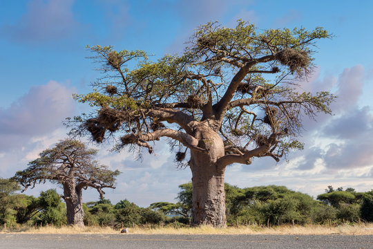 majestic tree Baobab, Adansonia digitate, after sunrise in namibia near Botswana border. Africa wilderness